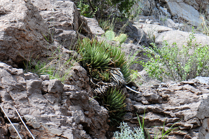 Toumey's Agave grows in rocky hillsides without much soil. Some habitats are rolling hillsides while others grow among jagged rocky outcrops. Agave toumeyana